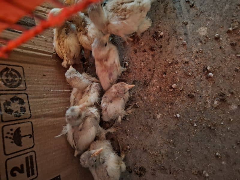 White Bentom  only Chicks Available  Age 1 month 2