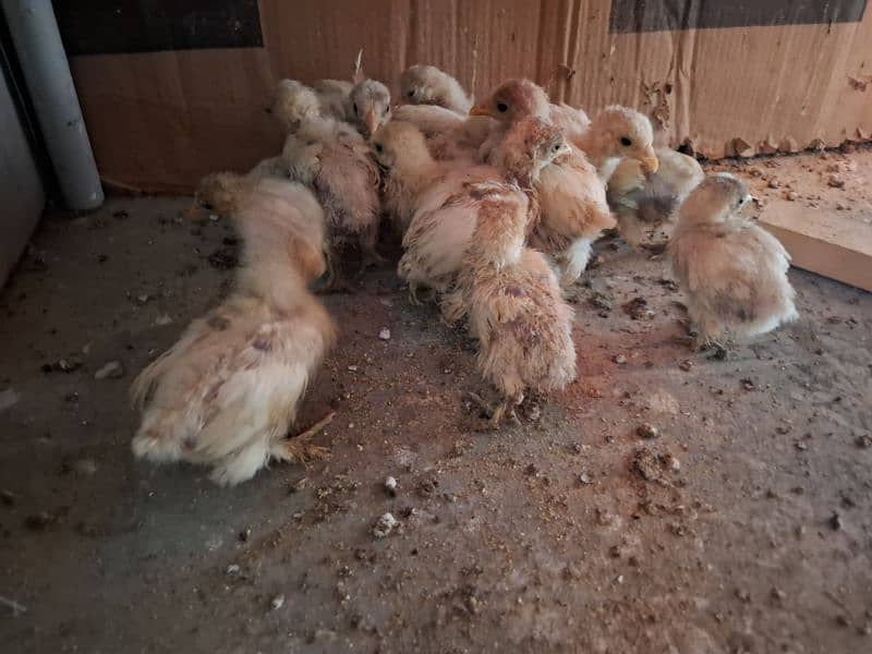 White Bentom  only Chicks Available  Age 1 month 4