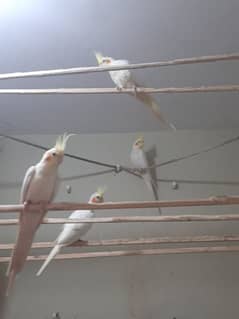 Cockatiel parrot pair