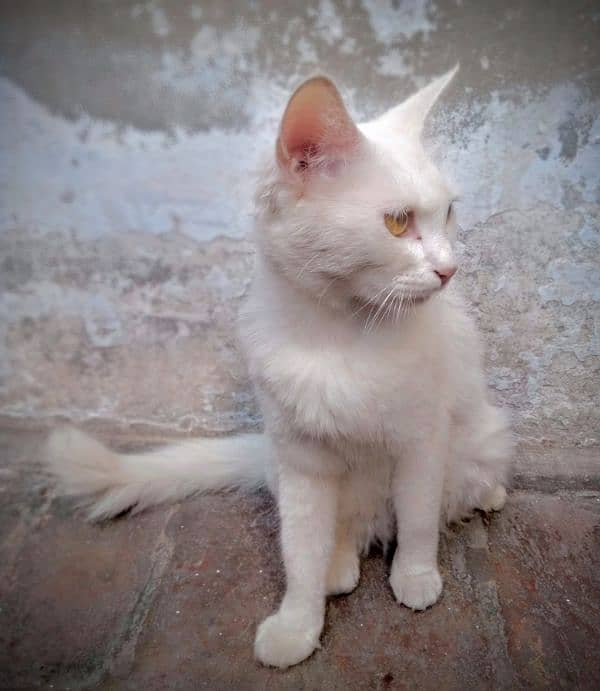 Persian cat single Cote 2