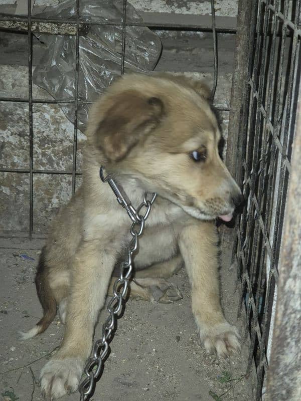 Dog for sale 03269418018 1