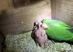 100%  2 green ringneck breeder pair(ik 18 month ka male patha