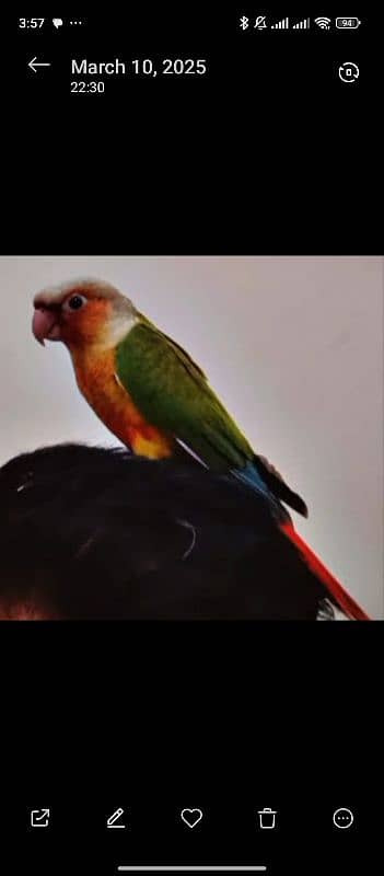 Pineapple Conure 4