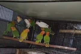 albino, creamino, pale, colour lovebird and silver java colony