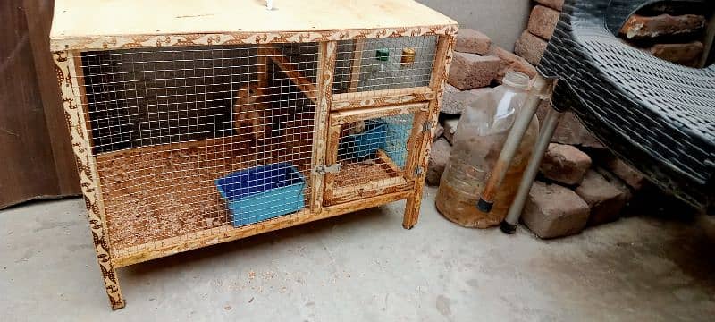 2months age dasi chicks home bread urgent sale due to space issue. 1