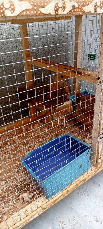 2months age dasi chicks home bread urgent sale due to space issue. 2