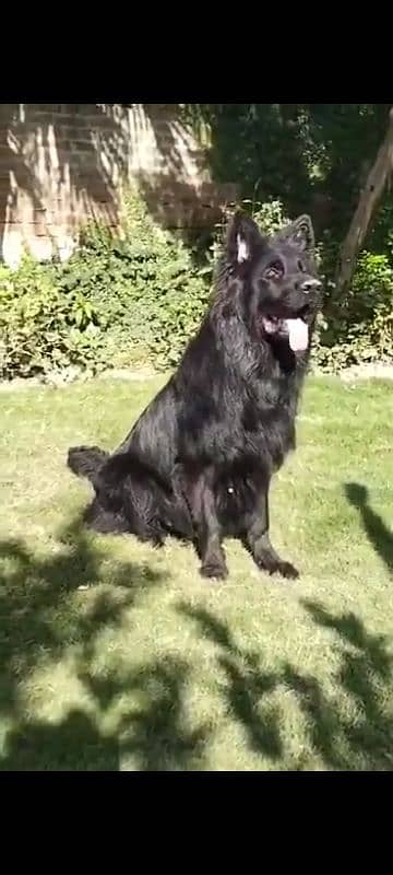 2 adult German shepherd males available for stud cross matting 1