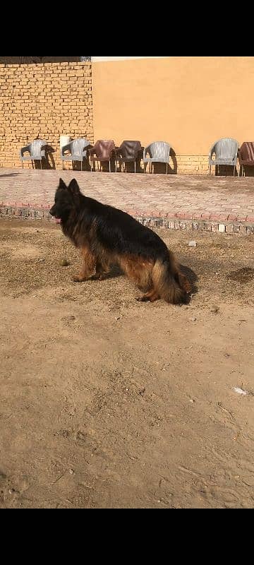 2 adult German shepherd males available for stud cross matting 4