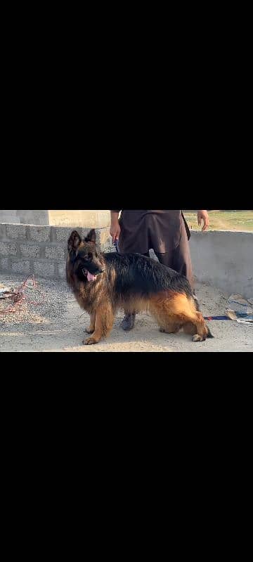 2 adult German shepherd males available for stud cross matting 6