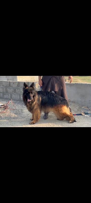 2 adult German shepherd males available for stud cross matting 8