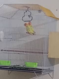 Lovebirds Pair or New Master cage hai