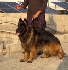 2 adult German shepherd males available for stud cross matting