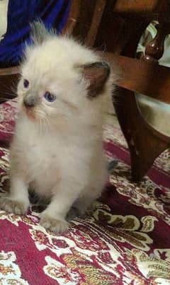 birman