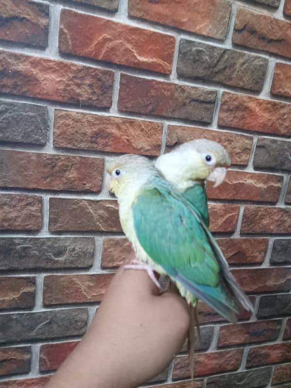 REAR EXOTIC BLUE CINAMEN TORQUICE TAMED CONURE PAIR. . 0