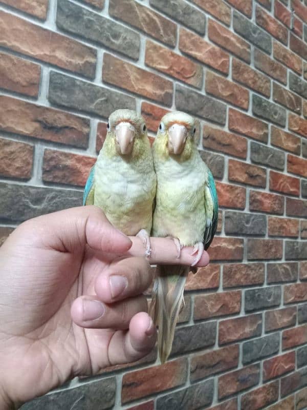 REAR EXOTIC BLUE CINAMEN TORQUICE TAMED CONURE PAIR. . 1