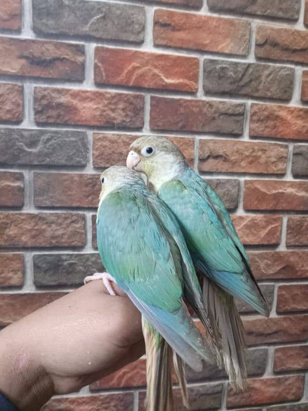 REAR EXOTIC BLUE CINAMEN TORQUICE TAMED CONURE PAIR. . 2