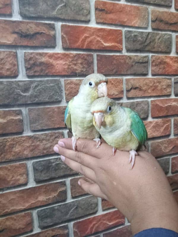 REAR EXOTIC BLUE CINAMEN TORQUICE TAMED CONURE PAIR. . 3