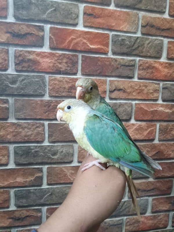 REAR EXOTIC BLUE CINAMEN TORQUICE TAMED CONURE PAIR. . 4