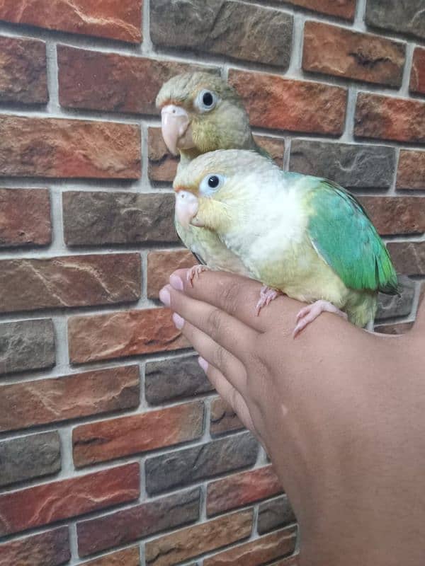 REAR EXOTIC BLUE CINAMEN TORQUICE TAMED CONURE PAIR. . 5