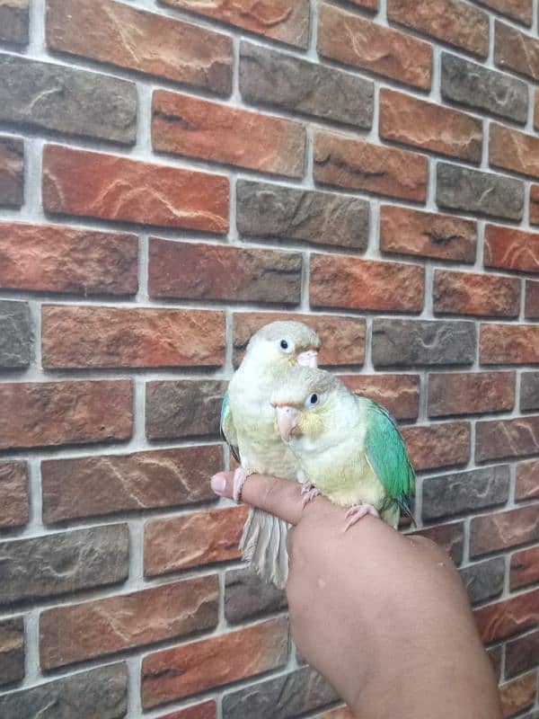 REAR EXOTIC BLUE CINAMEN TORQUICE TAMED CONURE PAIR. . 6