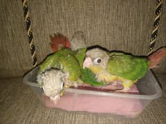 CONURE