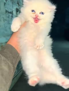 Cat/ Persian/ kittens/ Punch face/ triple coated/; Blue Eyes/ Baby/