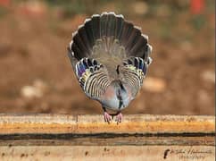 crested dove