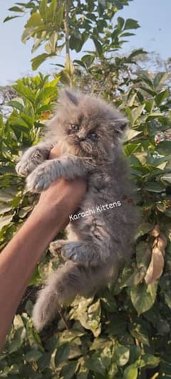 Ash grey female kitten