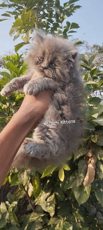 Ash grey female kitten 1