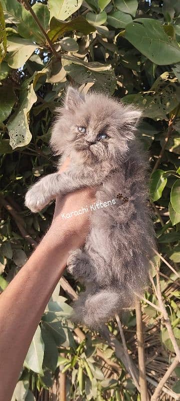 Ash grey female kitten 2