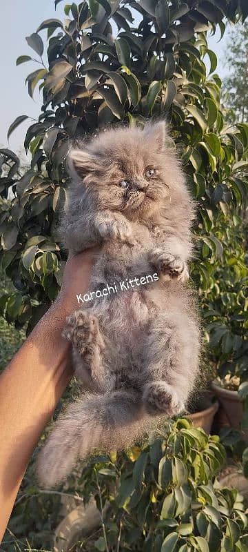 Ash grey female kitten 3