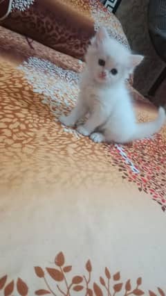 persian cat kittens triple coat semi punch