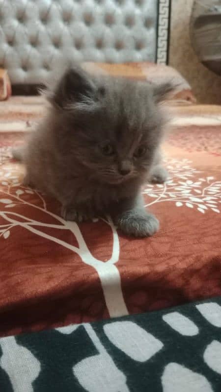 persian cat kittens triple coat semi punch 2