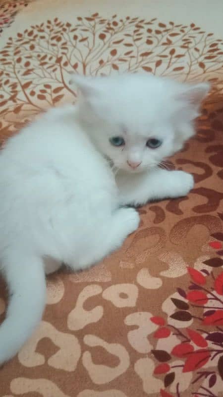 persian cat kittens triple coat semi punch 3