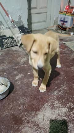 Labrador pup 2 months old exchange possible with long coat GSD male pu