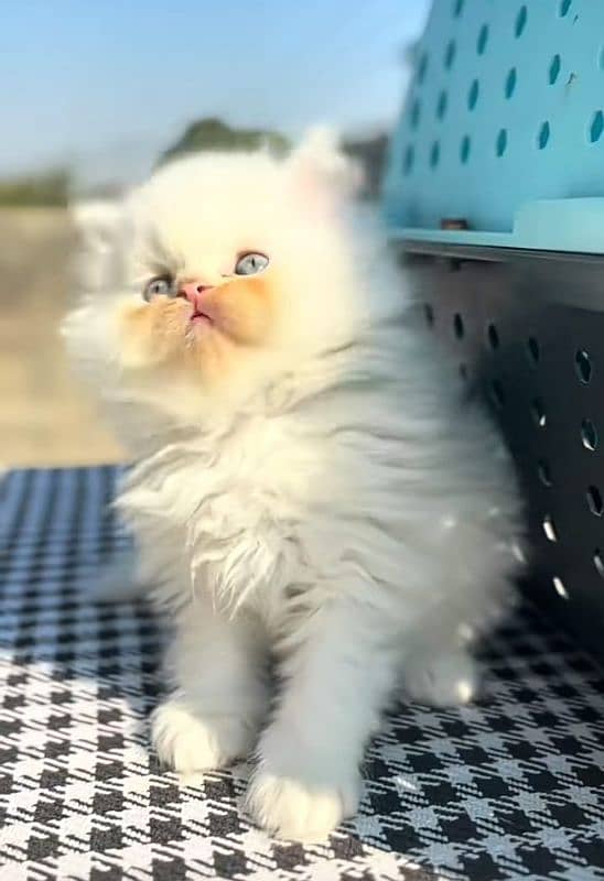 Cat/ Persian/ kittens/ Punch face/ triple coated'/ Blue Eyes/ Baby/ 1