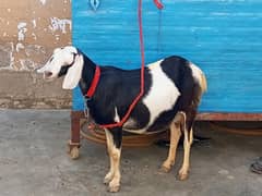 4 dant  bre pait ki bakri