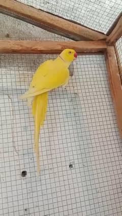 parrot for sale