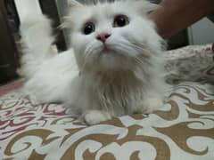 Persian cat female