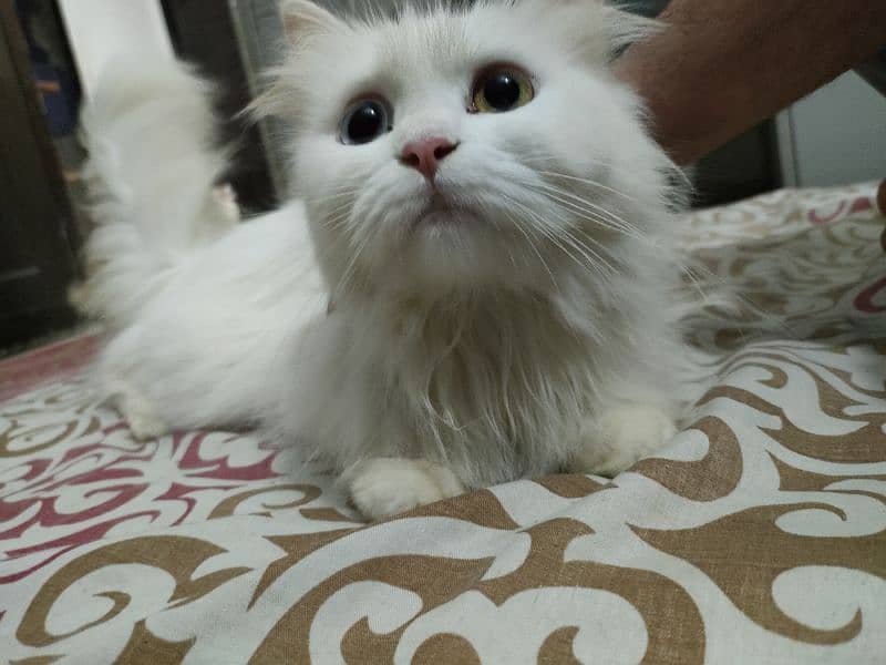 Persian cat female 0