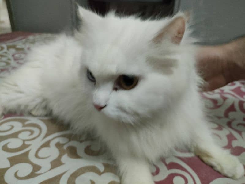 Persian cat female 1