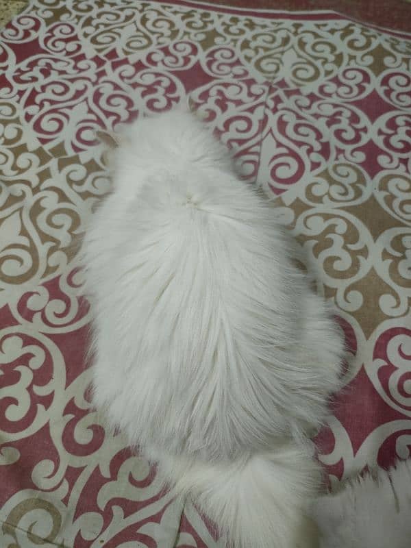 Persian cat female 5