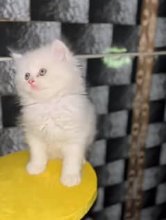 Cat/ Persian/ kittens/ Punch face/ triple coated-/ Blue Eyes/ Baby/