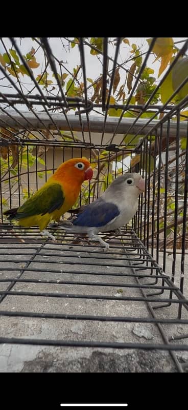 Blue euwing/opaline  Green euwing opaline//Blue 1