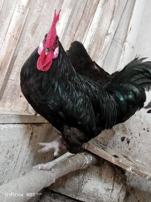 Pure Black Australorp f1 0