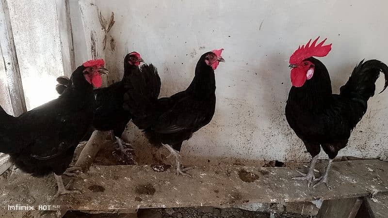 Pure Black Australorp f1 3