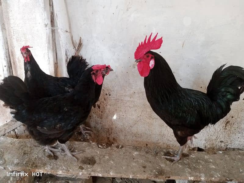 Pure Black Australorp f1 4