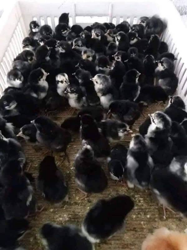 Pure Black Australorp f1 5