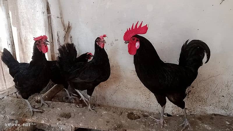 Pure Black Australorp f1 6