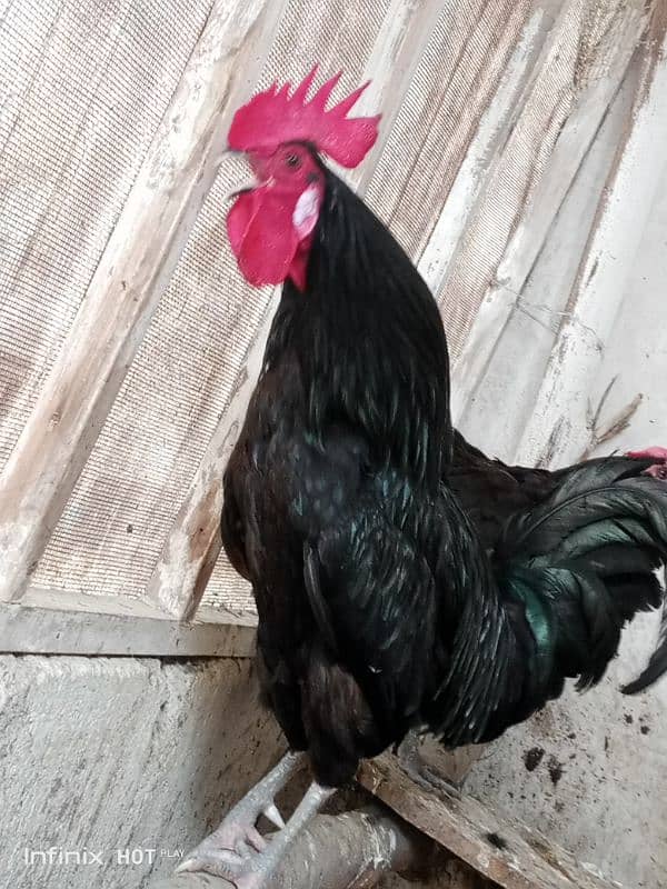 Pure Black Australorp f1 7